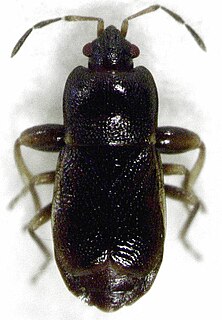 <i>Plinthisus</i> Genus of true bugs