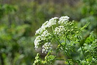 Poison Hemlock.jpg