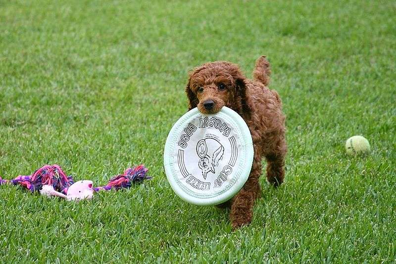 File:Poppy Retrieving! (3676264775).jpg