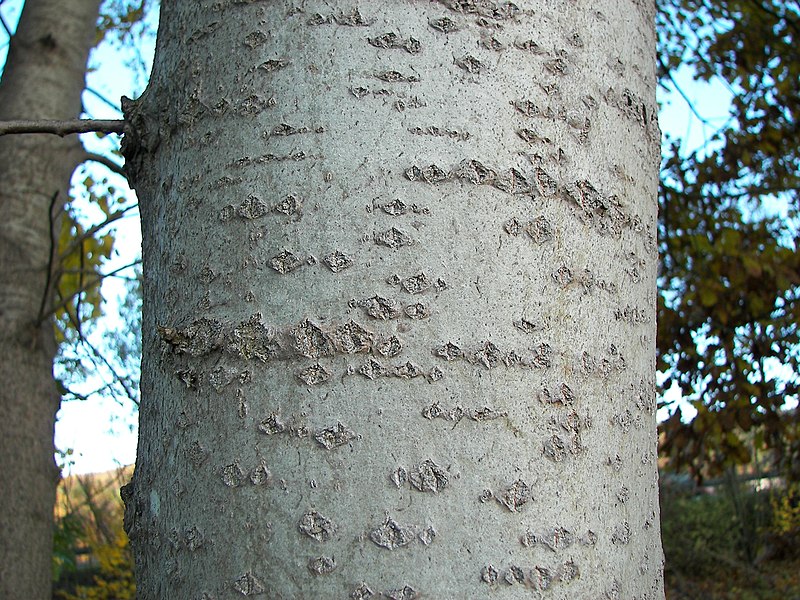 File:Populus tremula 005.jpg