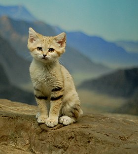 Posing Sand Kitten (4358213032).jpg