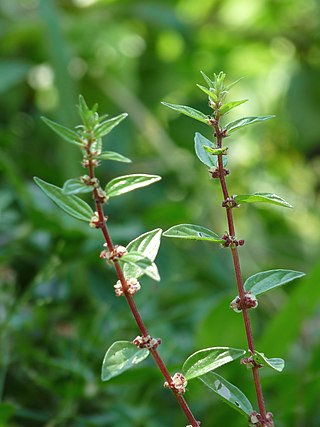 <i>Pouzolzia</i> Genus of flowering plants