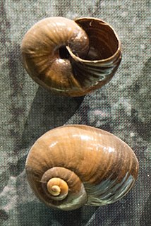 <i>Powelliphanta spedeni</i> Species of gastropod