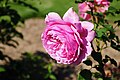 Rosa 'Princess Alexandra of Kent' Rosarium Sangerhausen.