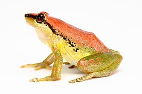 Descrição da imagem Pristimantis acuminatus (7668543454) .jpg.