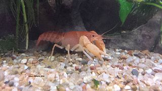 <i>Procambarus milleri</i> Species of crayfish