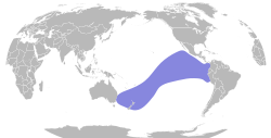 Procellaria parkinsoni map.svg