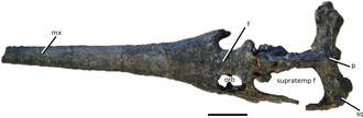 P. cf. bouchardi skull Proexochokefalos cf. bouchardi.png