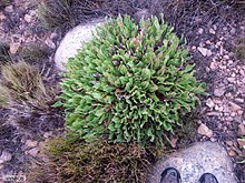 Protea caespitosa 15934679.jpg