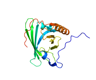 APOM Protein-coding gene in the species Homo sapiens