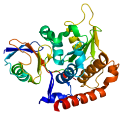 Белок SENP8 PDB 1xt9.png