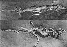 Protosuchus (200-175 Mio. Jahre)