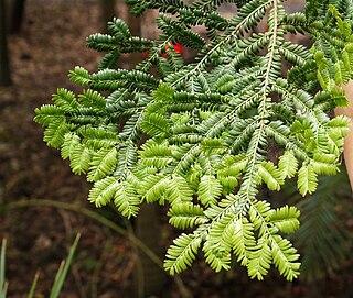 <i>Prumnopitys ladei</i> Species of conifer