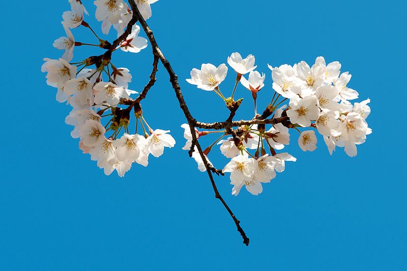 File:Prunus × yedoensis - Flickr - odako1.jpg