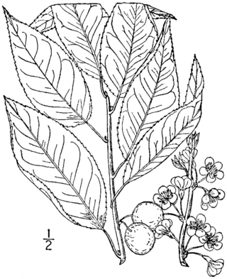 <i>Prunus alleghaniensis</i> Species of tree