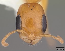 Pseudomyrmex pallidus