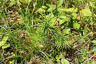 Seedlig, Rogów Arboretum, Poland.