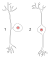 Pseudounipolar bipolar neurons.svg