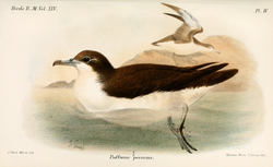 Ilustracija Puffinus persicus