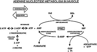 <span class="mw-page-title-main">Purine nucleotide cycle</span>