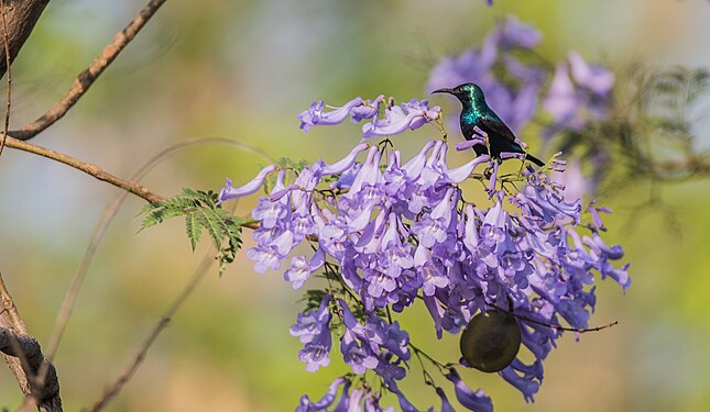 Purple sun bird early morning nectar extraction