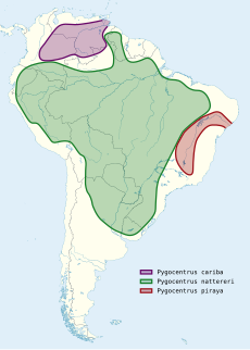 map.svg de distribution Pygocentrus