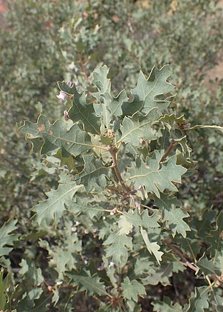 <i>Quercus welshii</i> Species of shrub