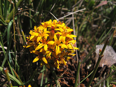 Quinchamalium chilense Molina.(pabloendemico).jpg