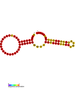 Listeria snRNA sbrA: Predicted secondary structure taken from the Rfam database. Family RF01489.