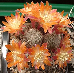 Rebutia heliosa