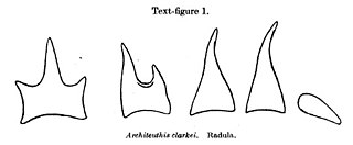 #107 (14/1/1933) Radular teeth of the Scarborough giant squid (Robson, 1933:683, text-fig. 1; see also lateral tooth)