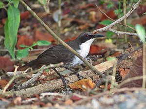 Hvitbrystet Mockingbird (Ramphocinclus brachyurus) synger? / I