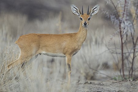 Raphicerus campestris male (Etosha, 2012).jpg