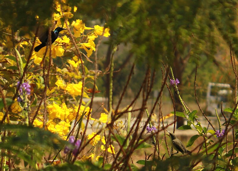 File:Rare Biodiversity of Pune.jpg