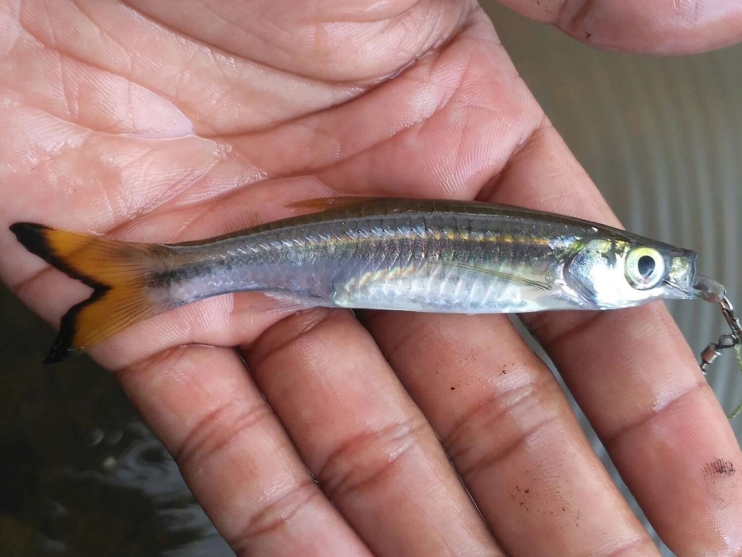 Silverjaw minnow - Wikipedia