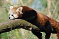 Red Panda (16757922665).jpg