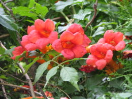 Ląstūnė (Campsis radicans)