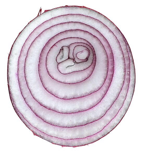 Cross section of onion bulb