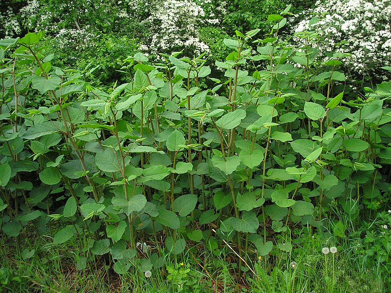 File:Reynoutria x bohemica plant (10).jpg