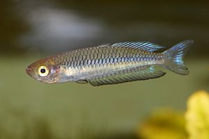 Karlkyns R. ornatus frá Queensland-fylki í fiskabúri.