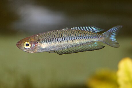 Ornate rainbowfish