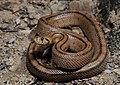 Image 21 Ladder snake Photo: User:Benny Trapp The ladder snake (Rhinechis scalaris) is found mostly in peninsular Spain, Portugal, and southern France. It usually eats eggs, insects, and small mammals such as mice. The snake is now threatened by habitat loss. More selected pictures