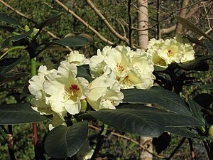 Rhododendren: Beschreibung, Giftigkeit, Verbreitung und Evolution