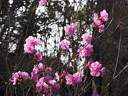 ゲンカイツツジ　Rhododendron mucronulatum Turcz. var. ciliatum Nakai