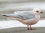 Thumbnail for Ross's gull