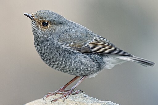 Rhyacornis fuliginosa -Hong Kong -female-8