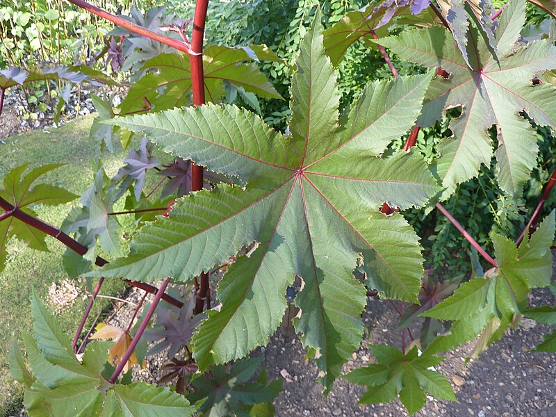 File:Ricinus communis 'Gibsonii' (Euphoreaceae) leaf.JPG