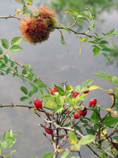 File:Robin's pincushion on dog rose - geograph.org.uk - 1012403.jpg