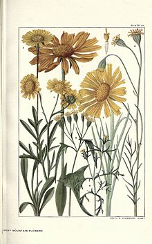 Stjenovito planinsko cvijeće (ploča 41) (6280210380) .jpg