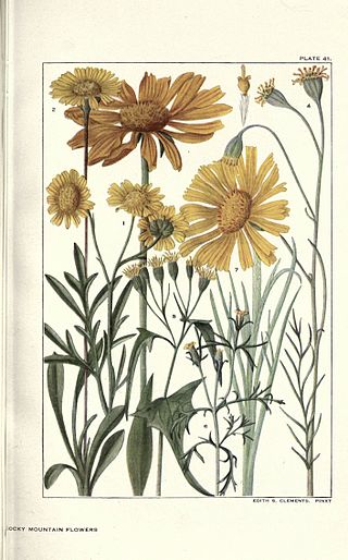 <i>Pericome caudata</i> Species of flowering plant